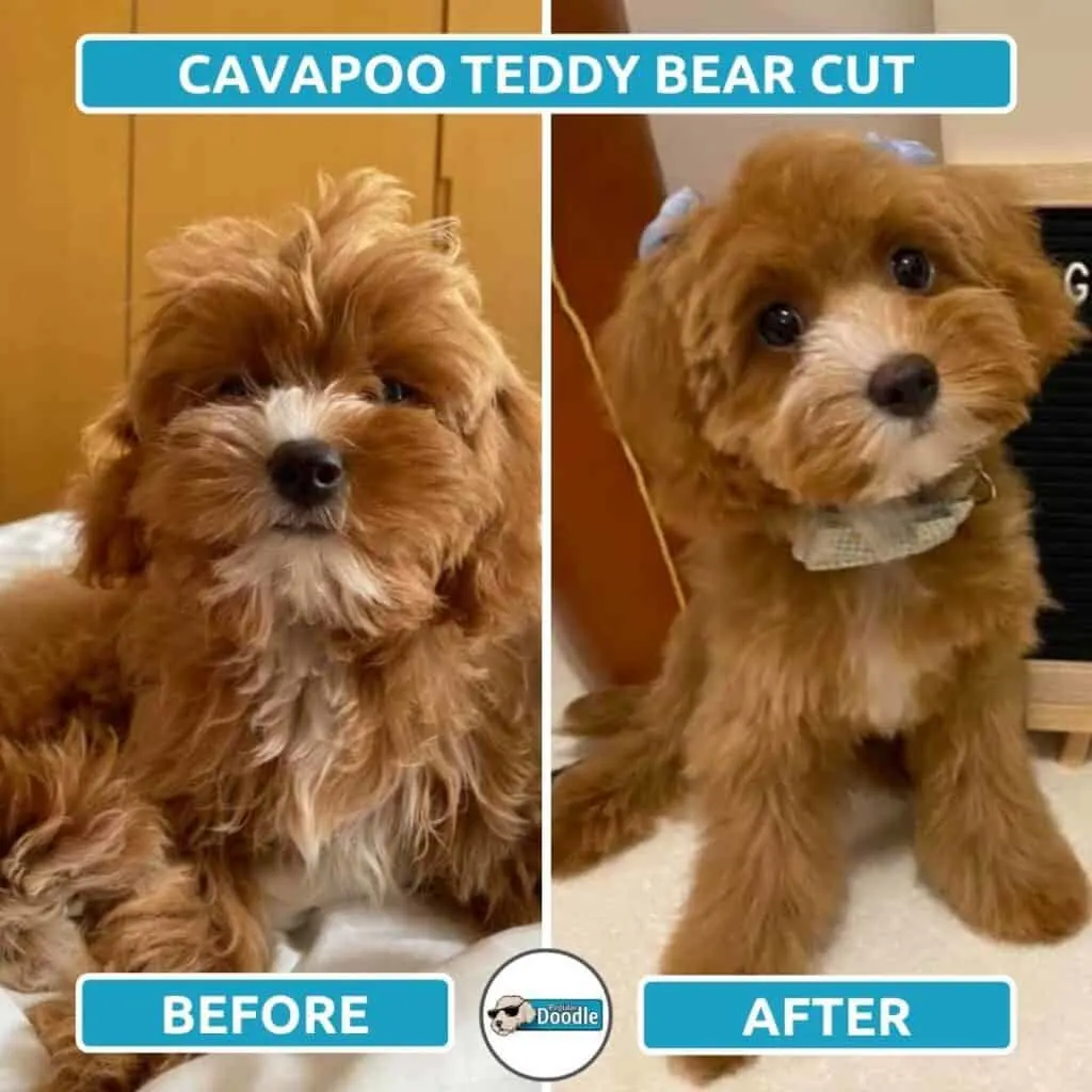 Example of an apricot Cavapoo teddy bear cut.