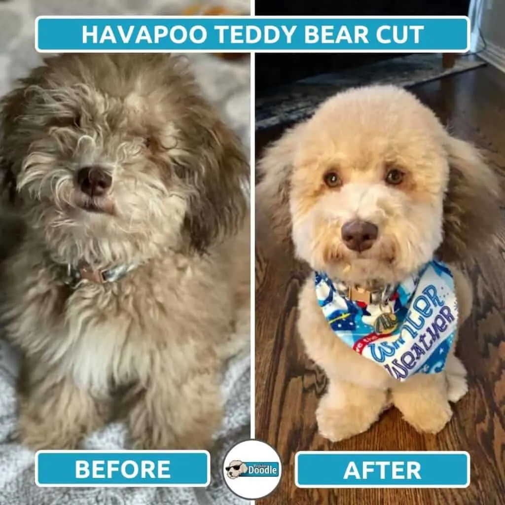 havapoo teddy bear cut