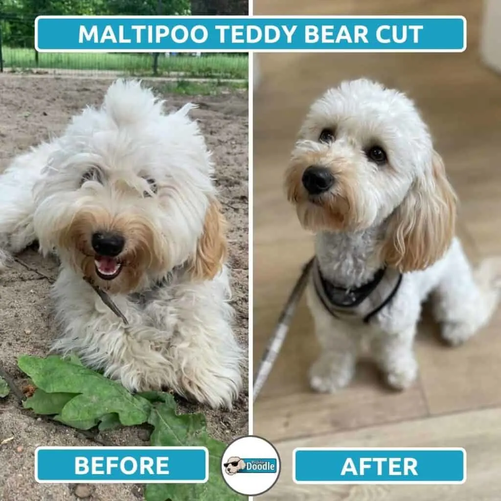 Maltipoo store hair types