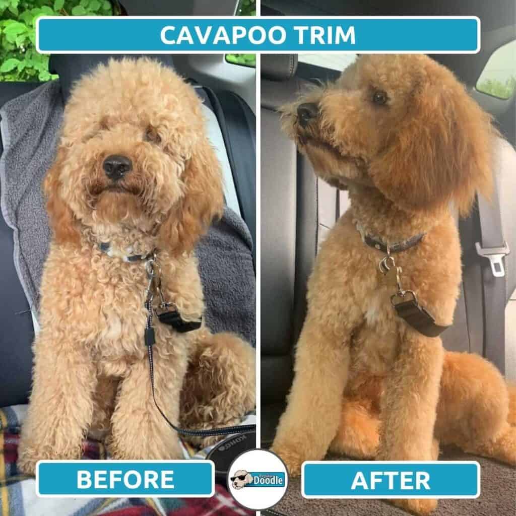 Example of a male apricot Cavapoo trim.