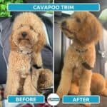 Cavapoo Haircuts: Before & After Grooming Style Photos!