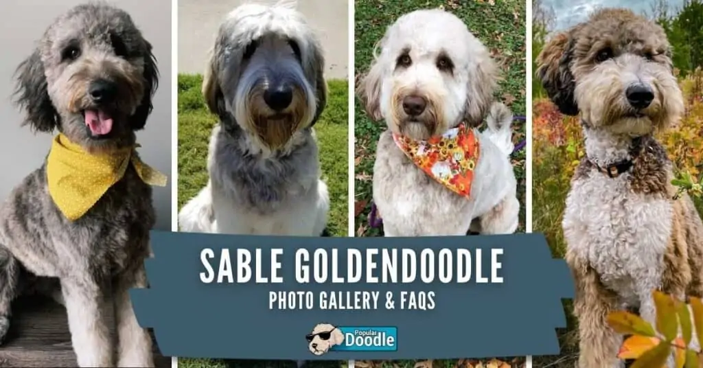 what-is-a-sable-goldendoodle