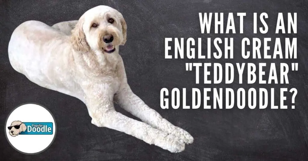 what-is-an-english-goldendoodle