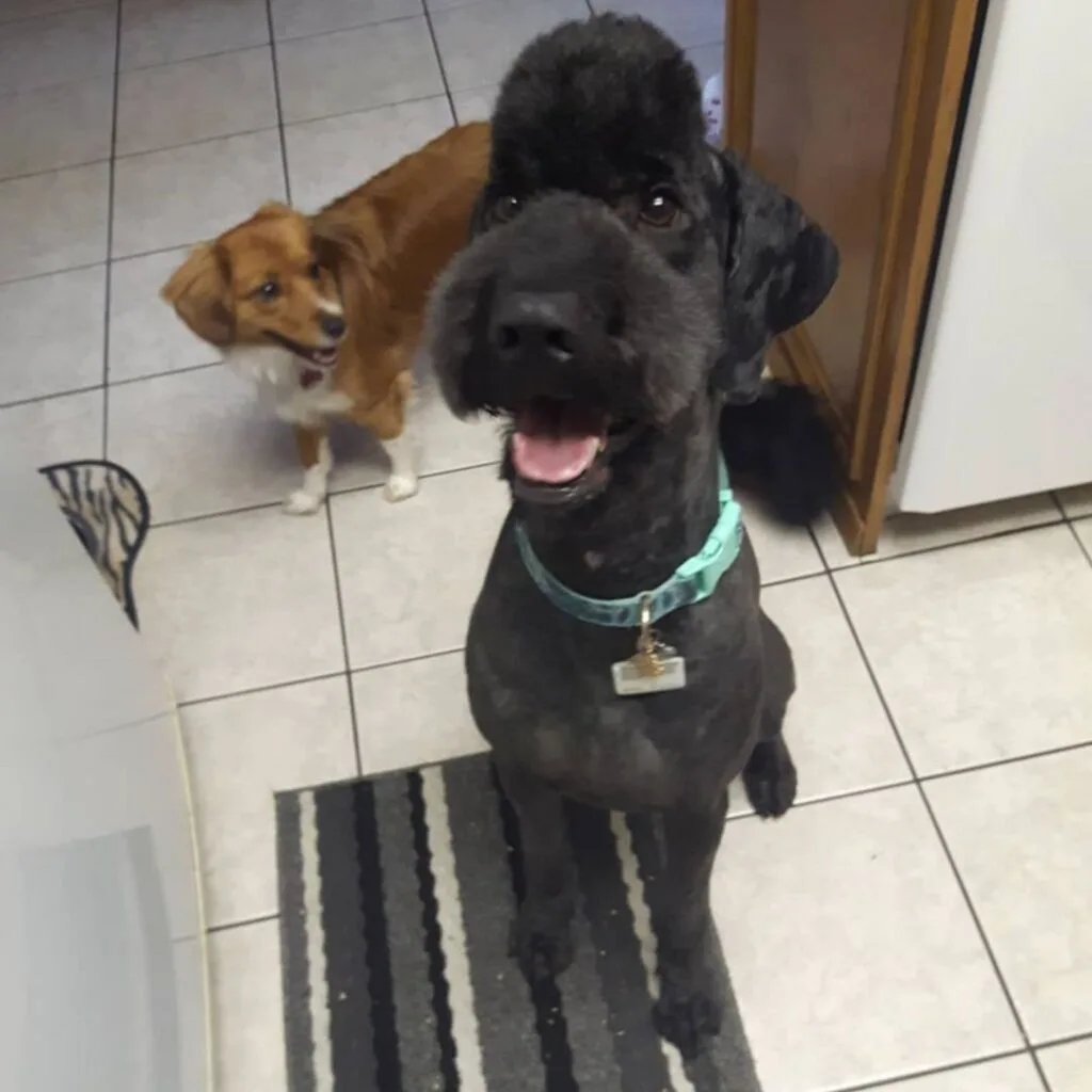 black goldendoodle with a mohawk