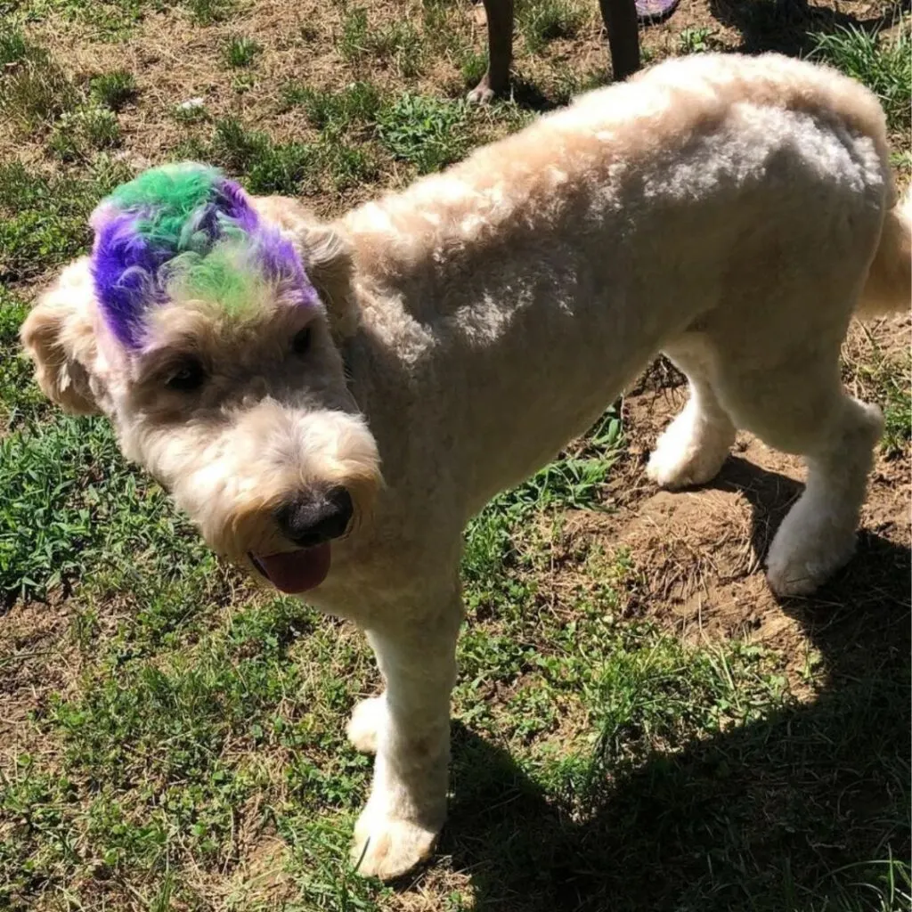 multi colored dog hair dye
