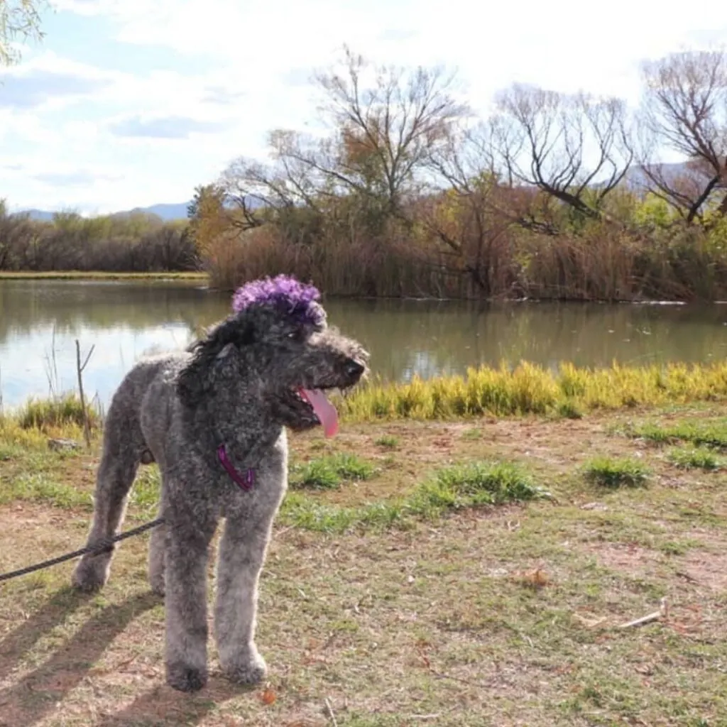 dog with purple mohawk