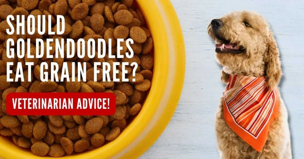 Should Goldendoodles Eat Grain Free Veterinarian Advice