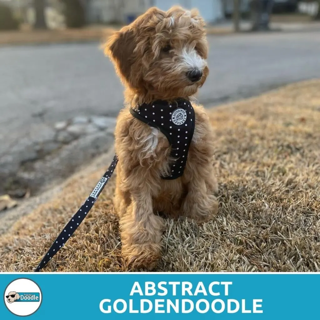 abstract goldendoodle