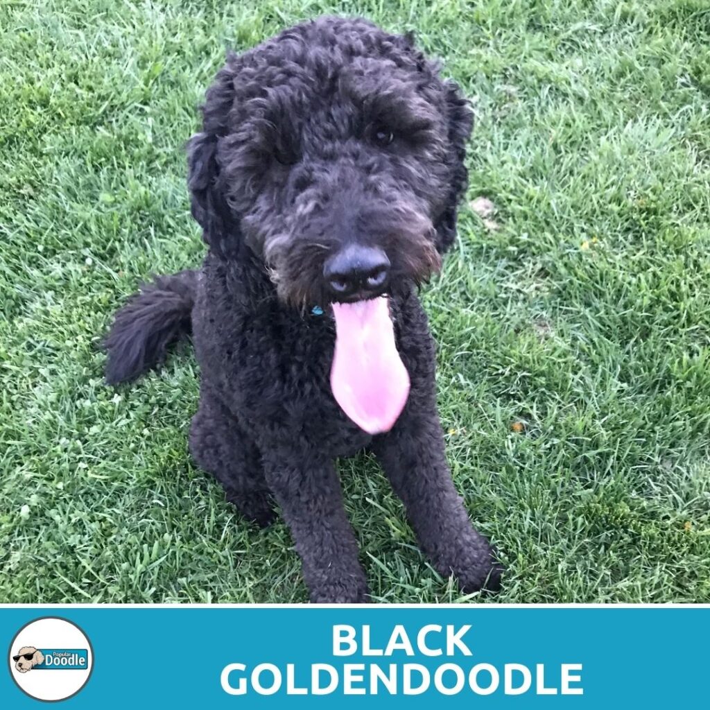 black goldendoodle color