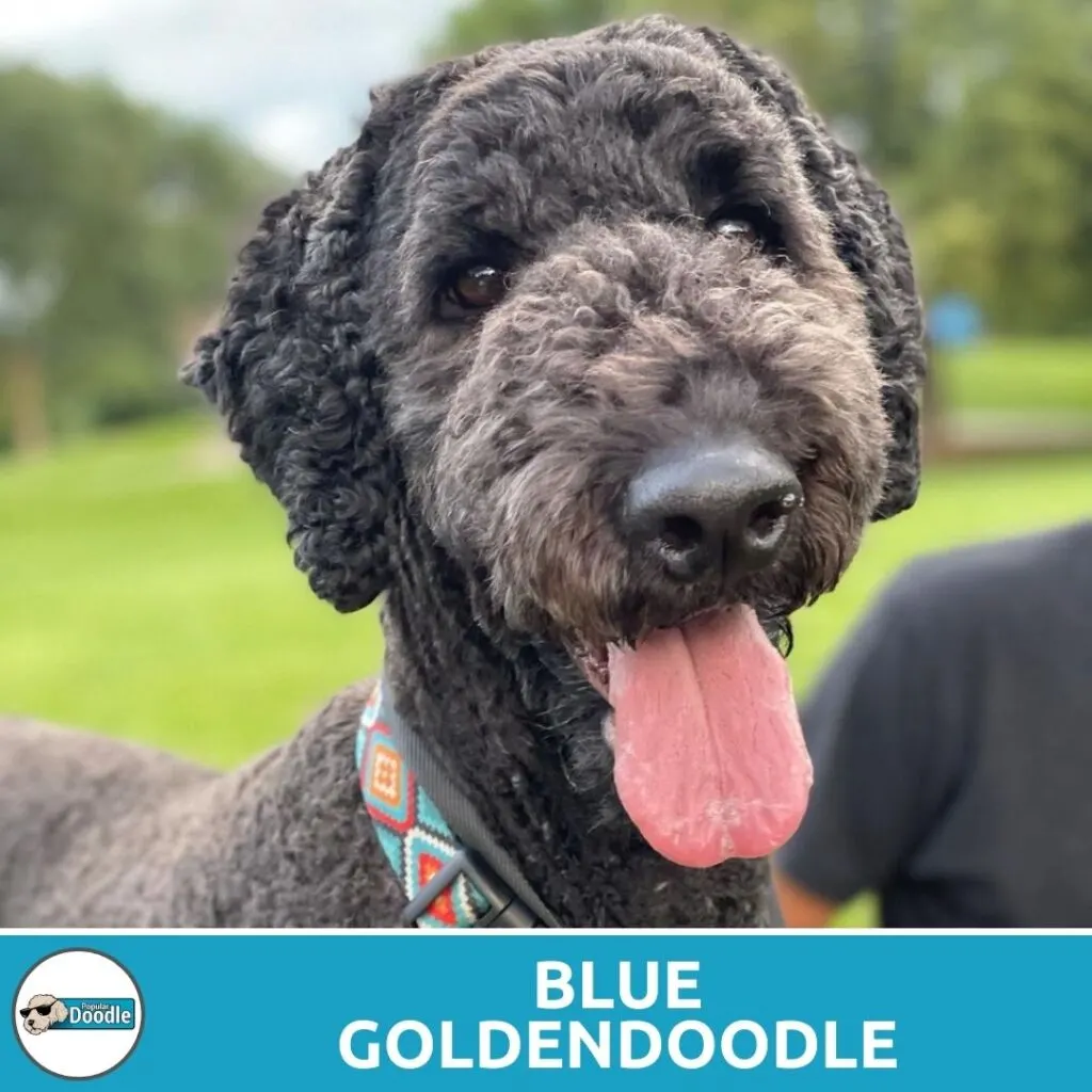 blue goldendoodle color