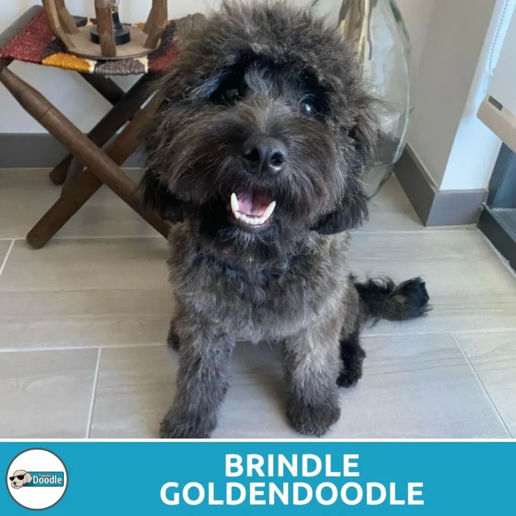 brindle goldendoodle