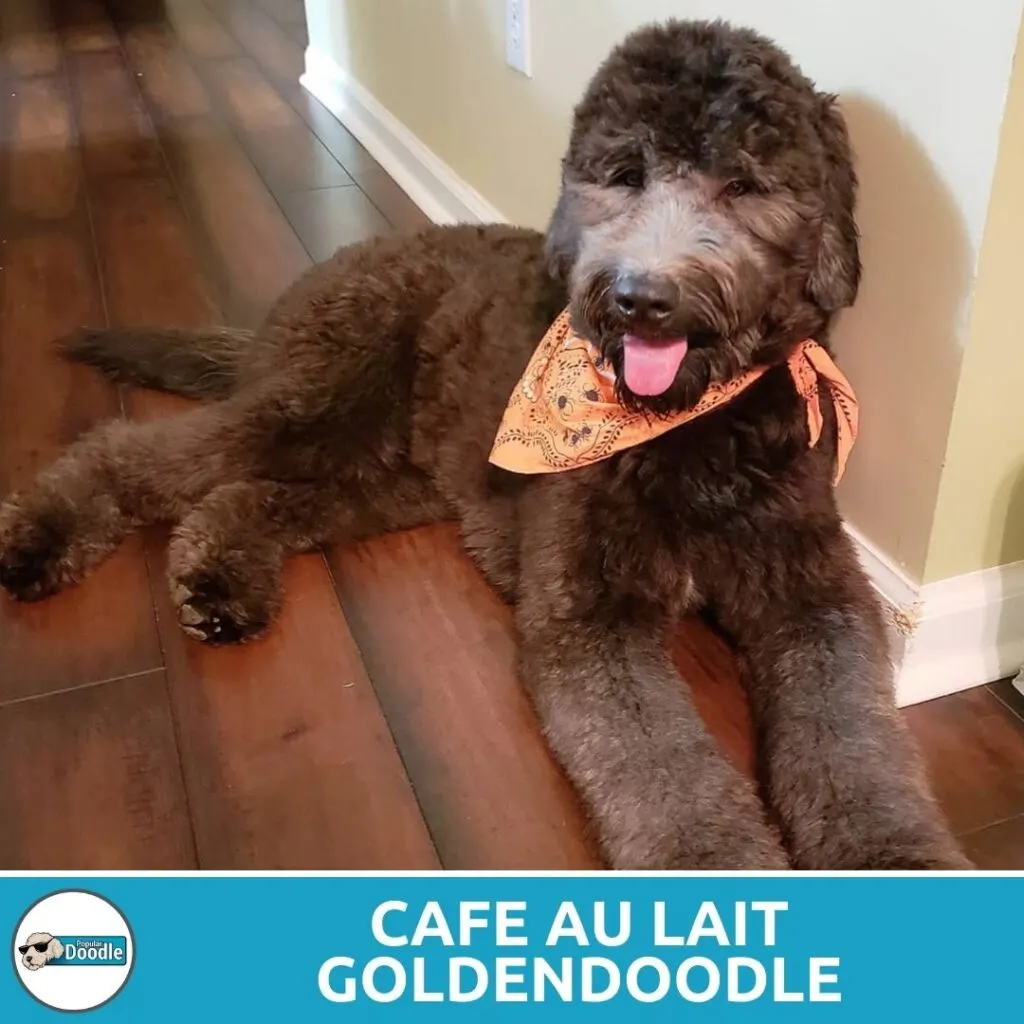 cafe au lait goldendoodle