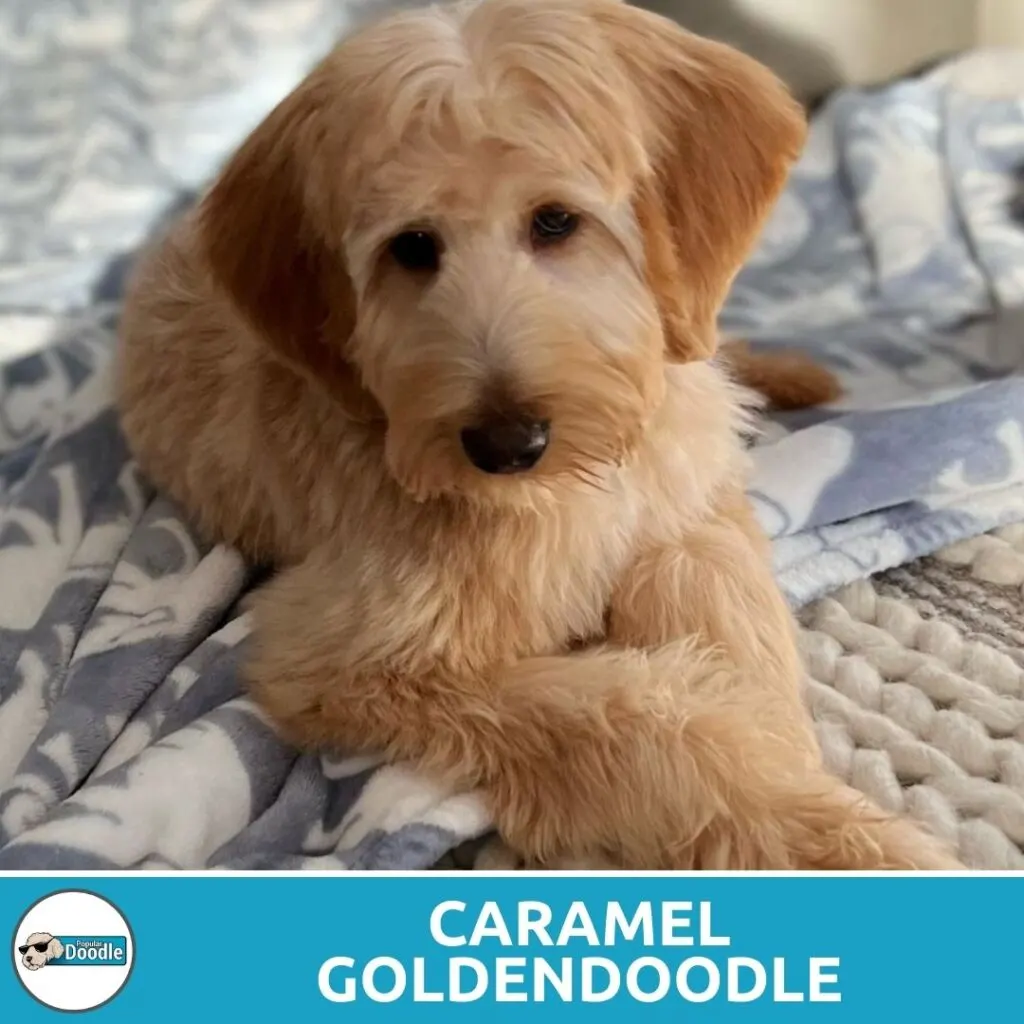 caramel goldendoodle