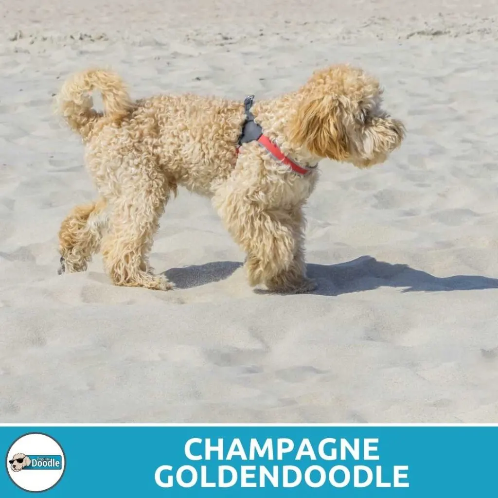 champagne goldendoodle color