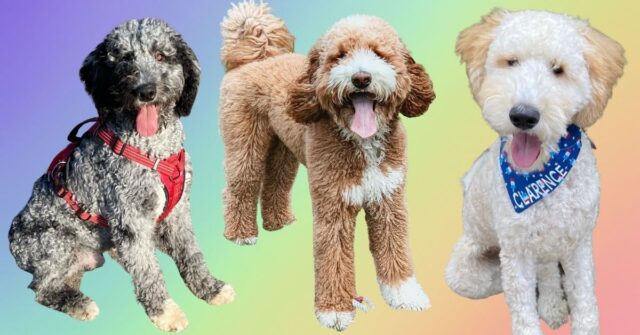13 Incredible Goldendoodle Colors You Never Knew Existed!