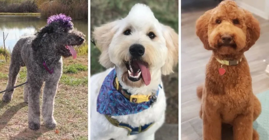 goldendoodle-mohawk