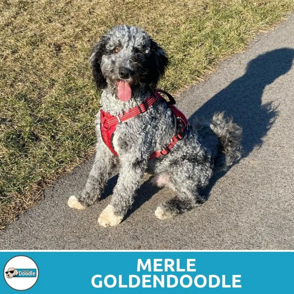 blue merle goldendoodle