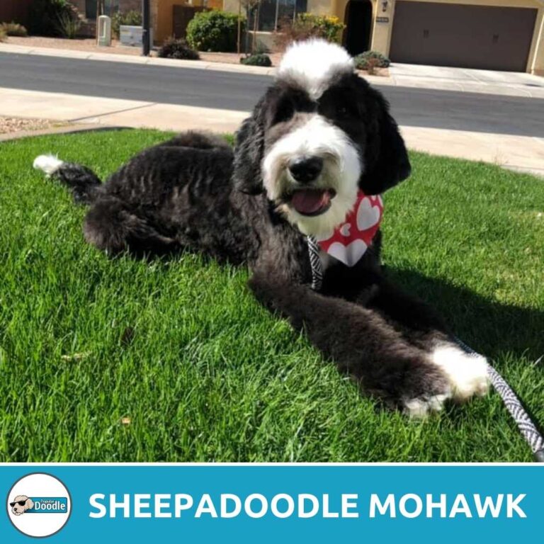 Sheepadoodle Haircut Styles (Before and After Grooming Photos)
