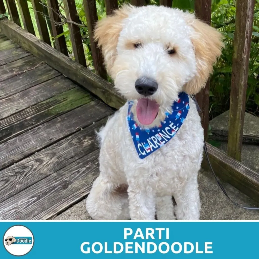 parti goldendoodle pattern