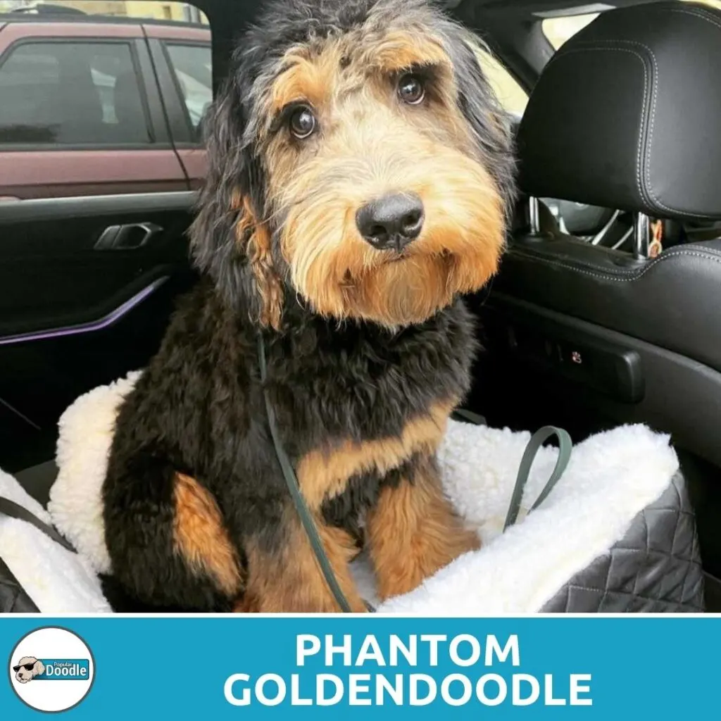 phantom goldendoodle