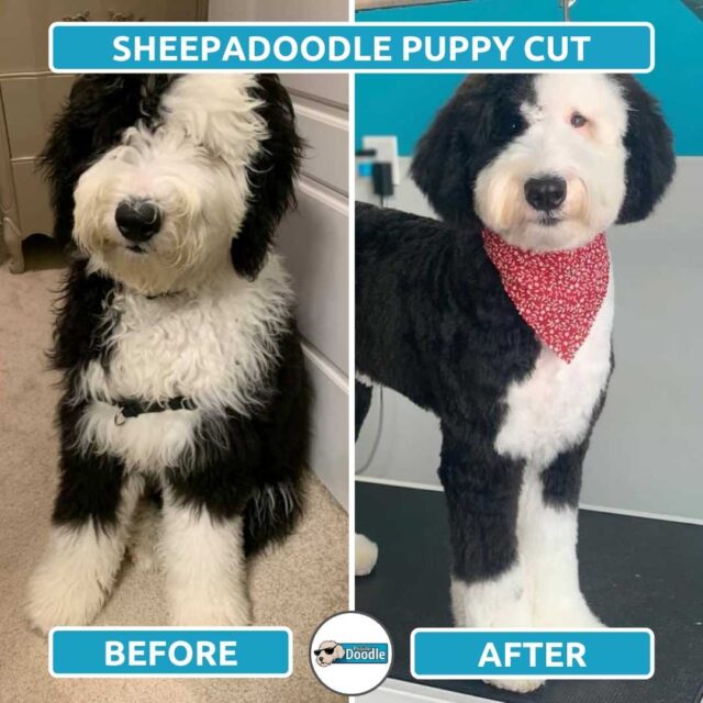 Sheepadoodle Haircut Styles (Before and After Grooming Photos)