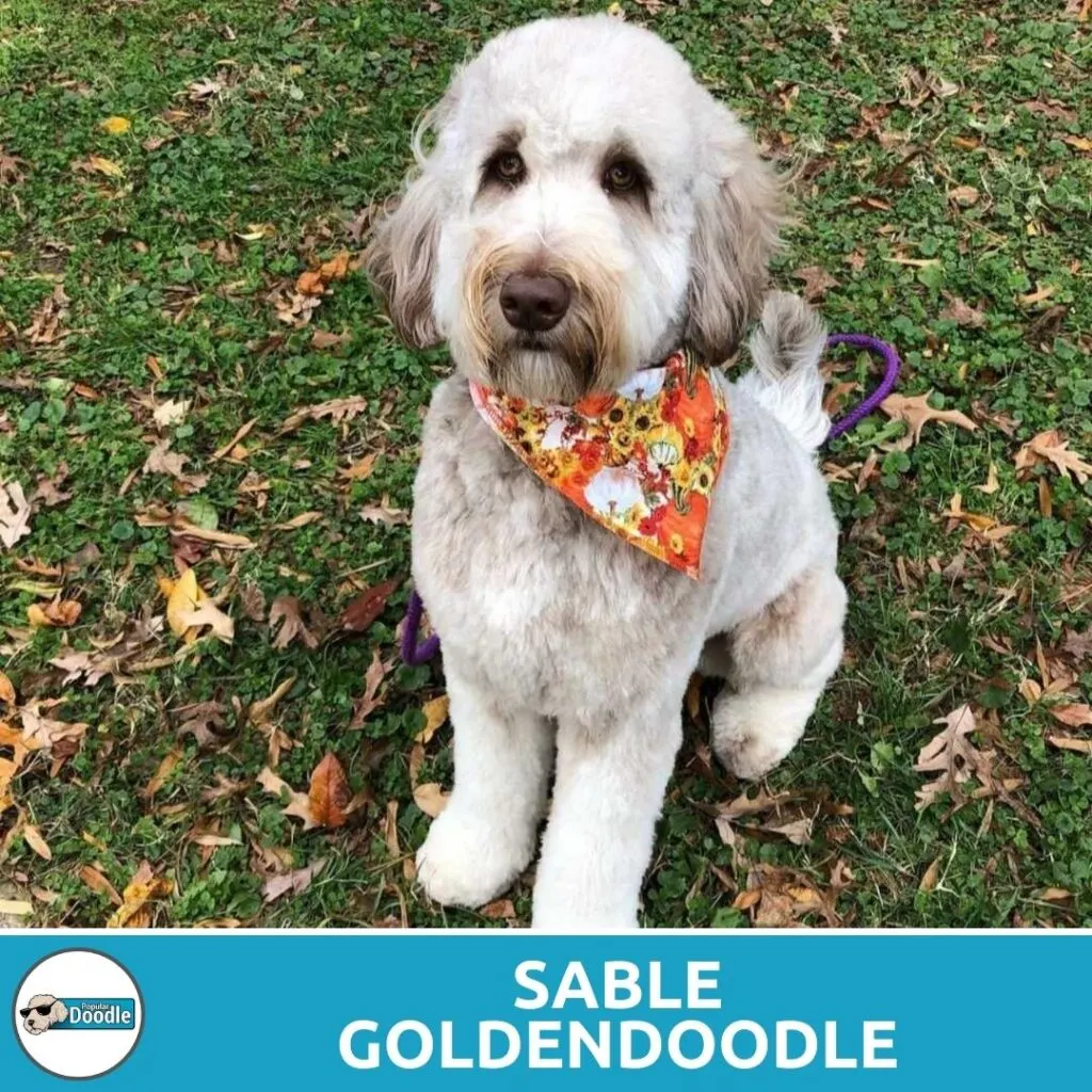 sable goldendoodle coloring