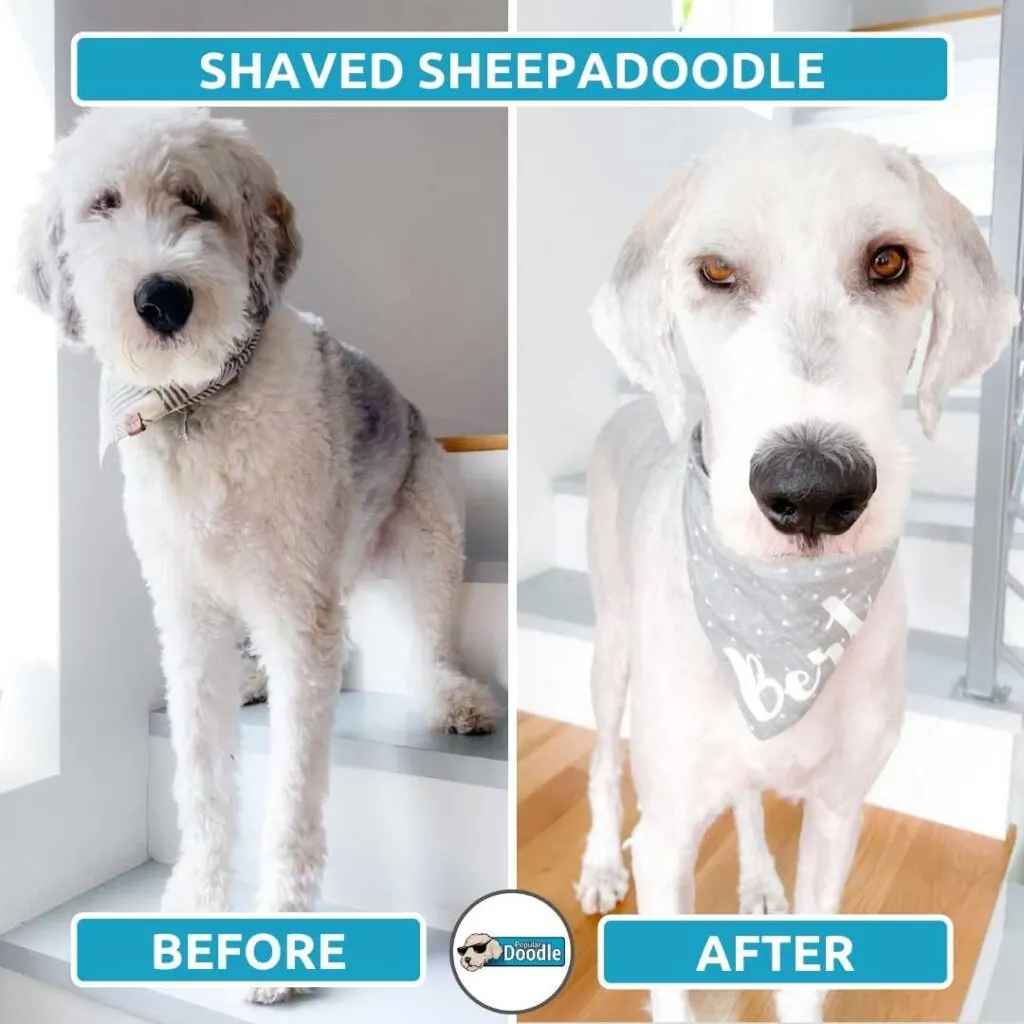 shaved sheepadoodle