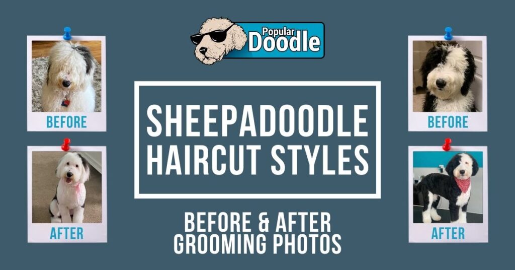 Sheepadoodle Haircut Styles (Before and After Grooming Photos)