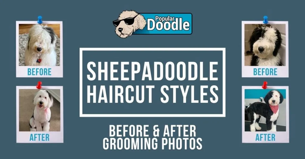 Top 8 Maltipoo Haircuts (Lots of Pics!) & Grooming Tips - Doodle Doods