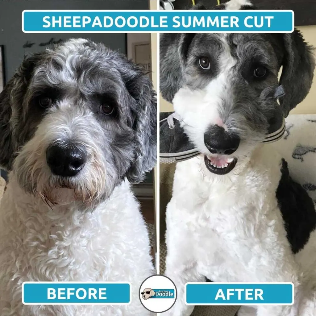 sheepadoodle summer cut