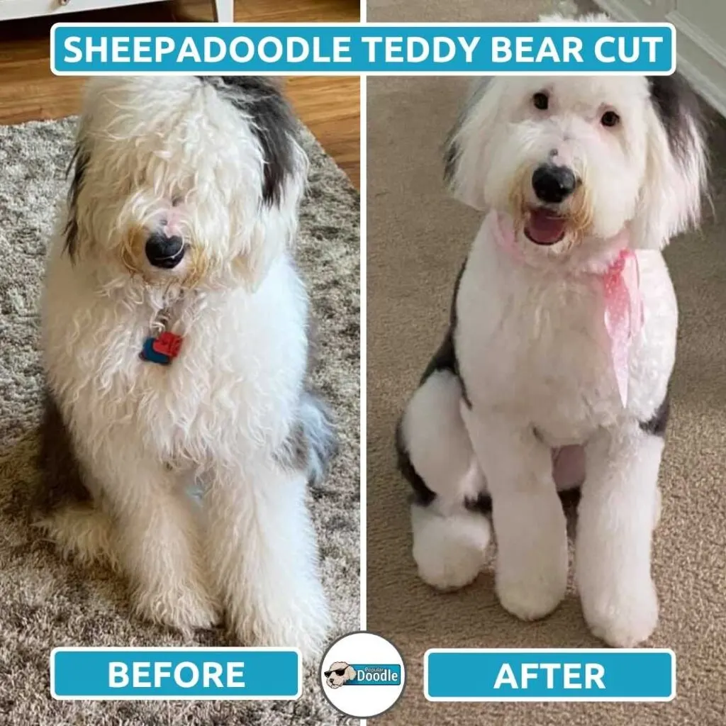 sheepadoodle teddy bear cut