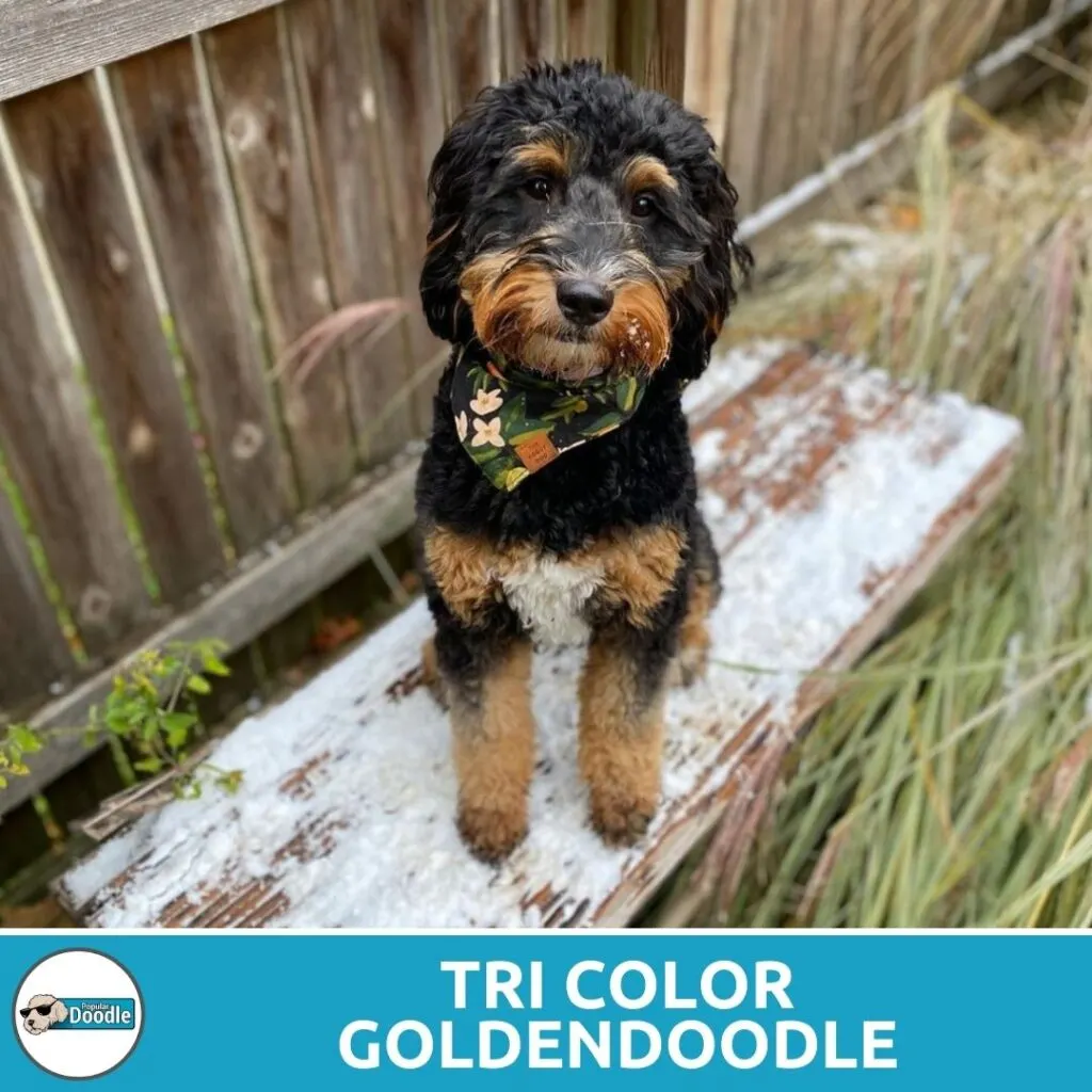 tri color goldendoodle