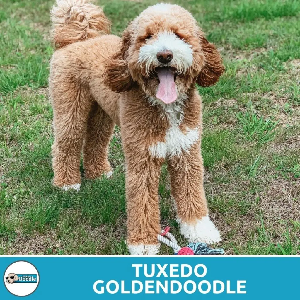 tuxedo goldendoodle coat pattern