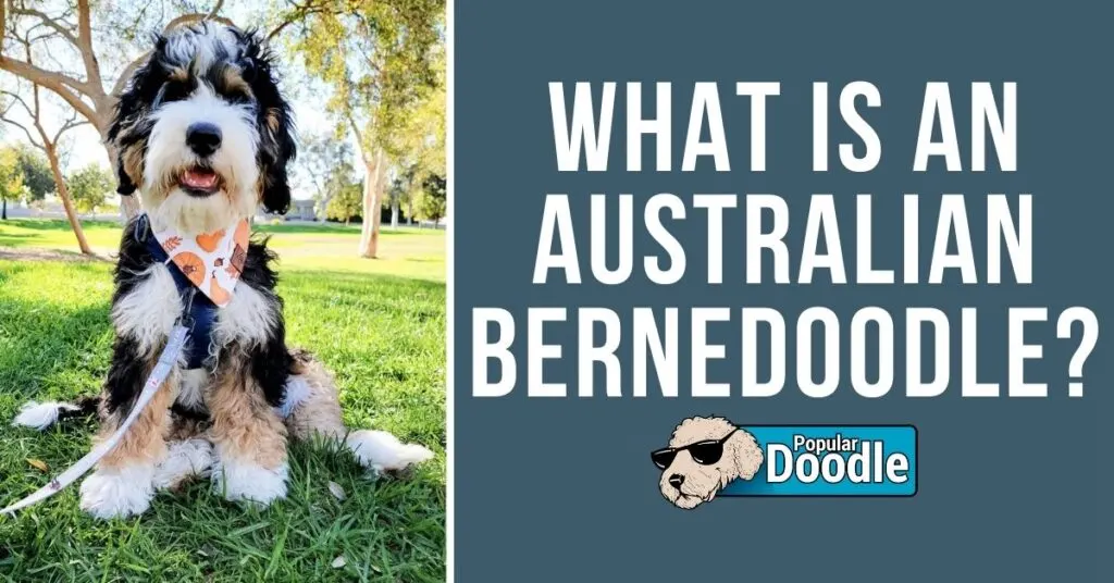 what-is-an-australian-bernedoodle-@cupofmacchi