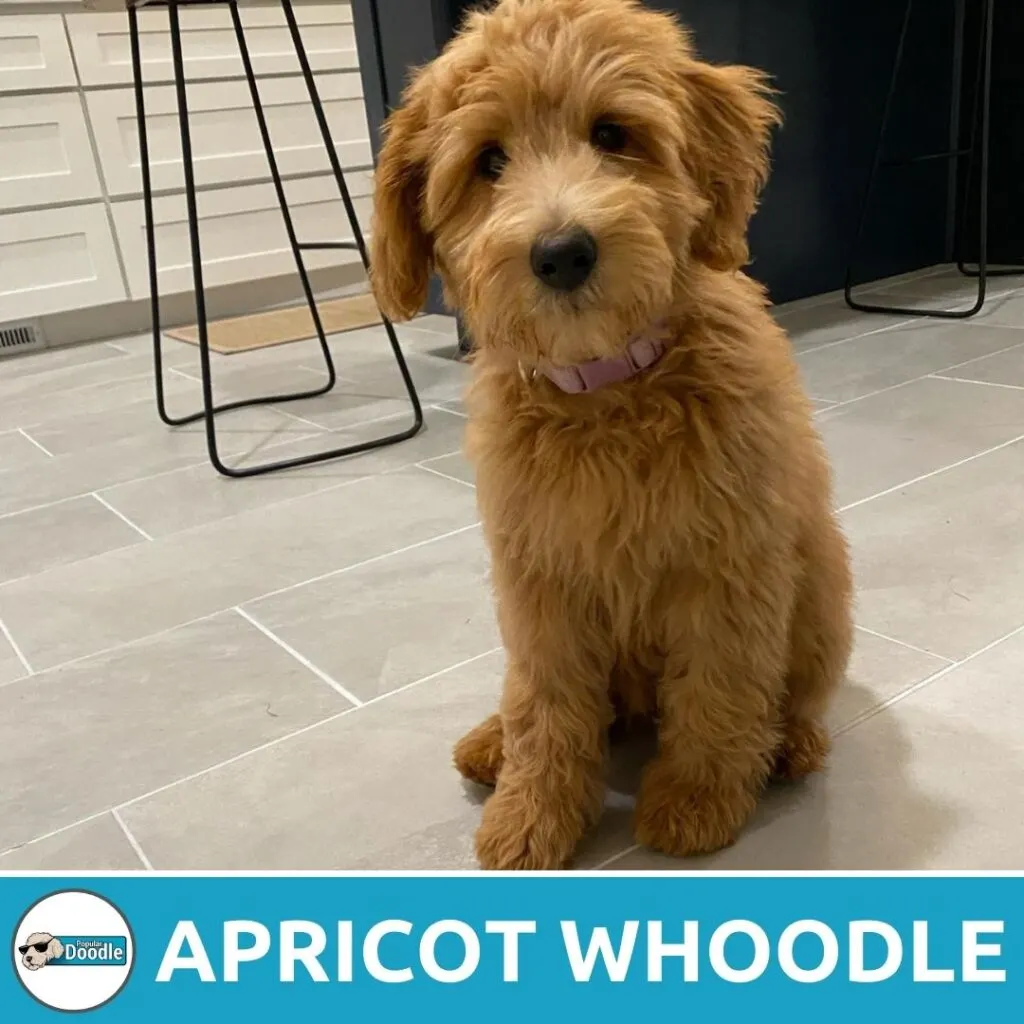 apricot whoodle