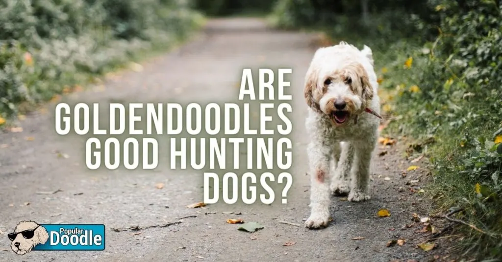 Goldendoodle 2024 hunting dog