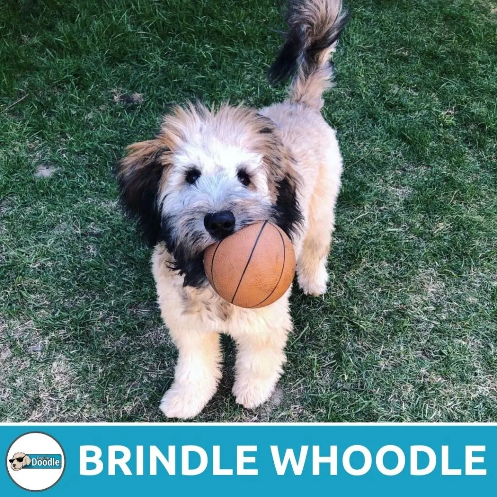 brindle whoodle