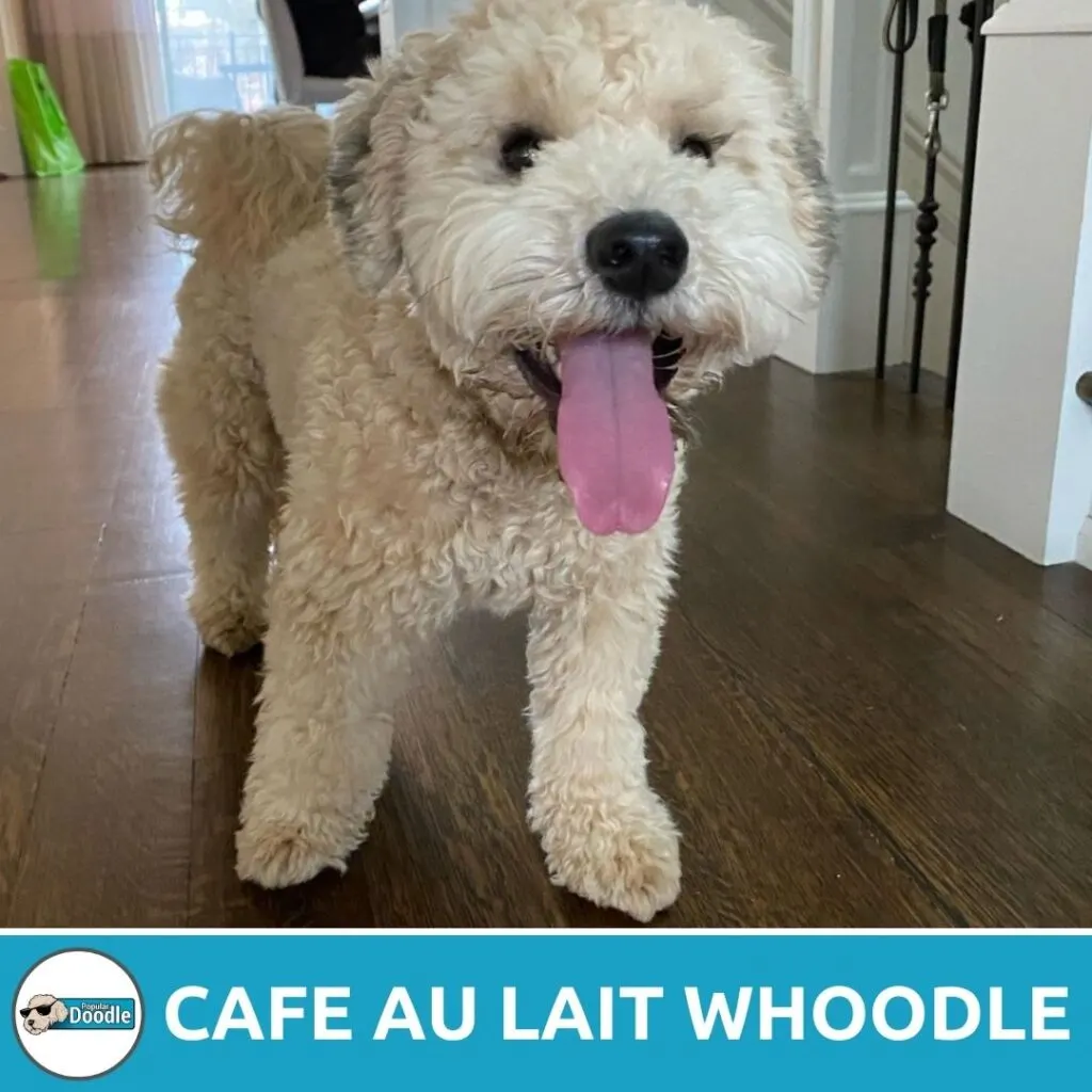 cafe au lait whoodle