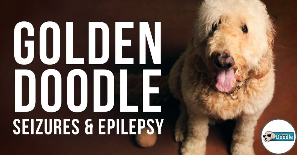 Goldendoodle Seizures & Epilepsy FAQs (Veterinarian Advice)