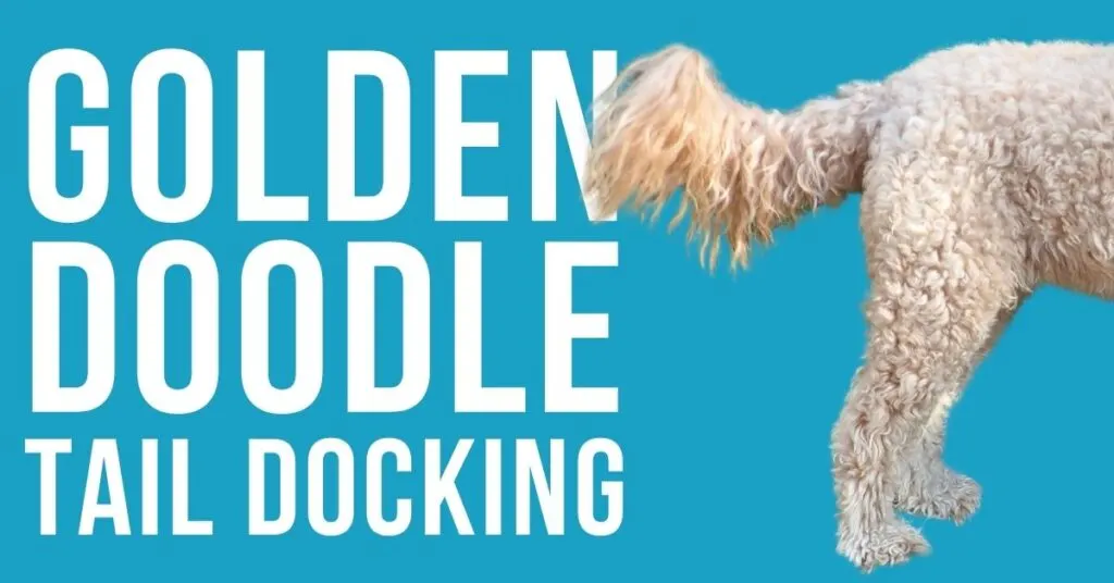 goldendoodle-tail-docking