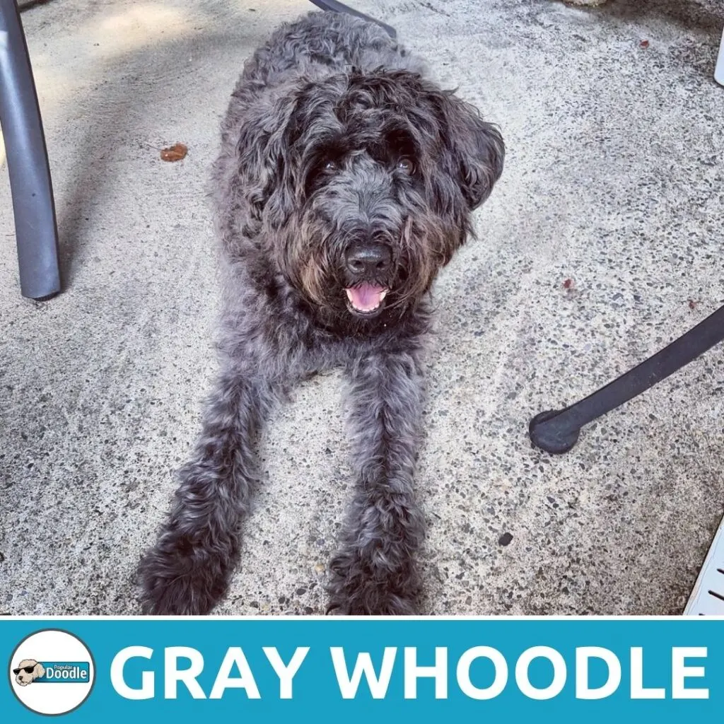 gray whoodle color