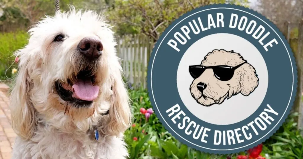 labradoodle-rescues