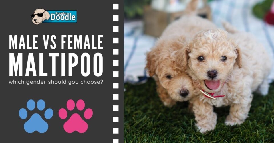 Maltipoo Size Full Grown How Big Do Maltipoos Get? (Toy & Mini)