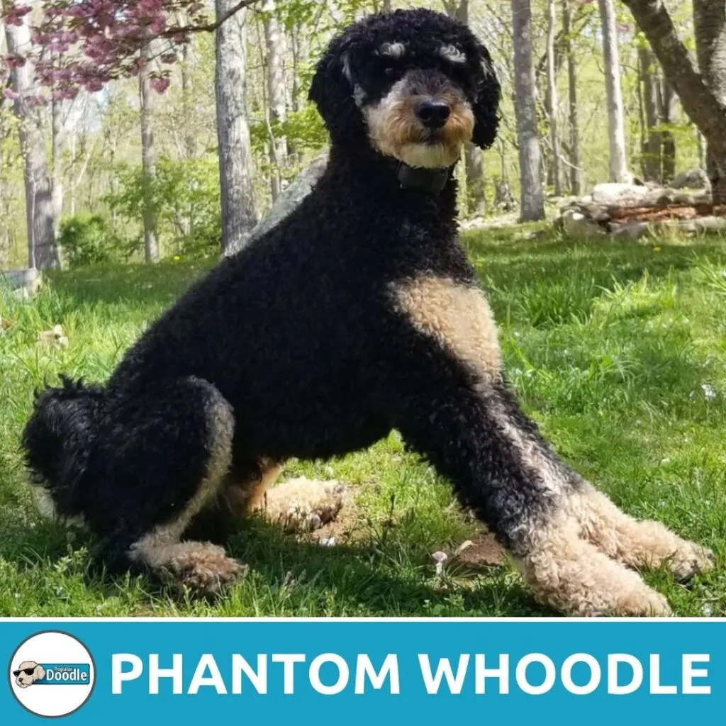 phantom whoodle