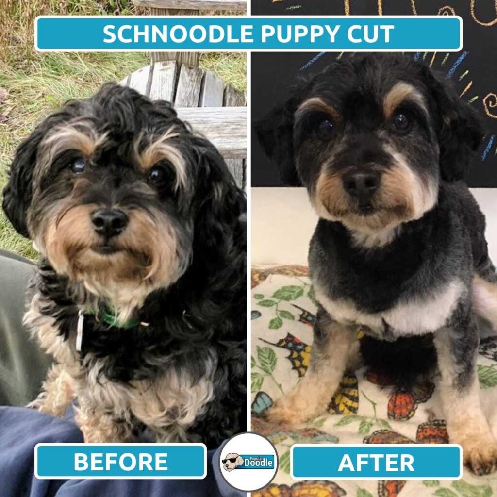 schnoodle puppy cut