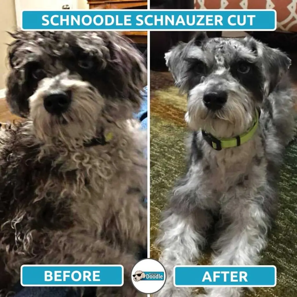 schnoodle schnauzer cut