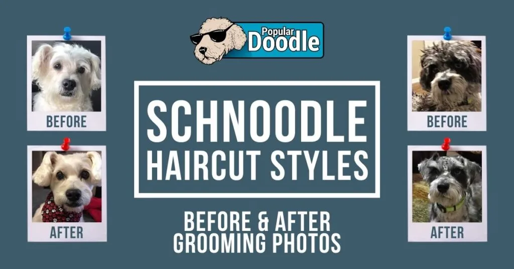 schnoodle-haircuts