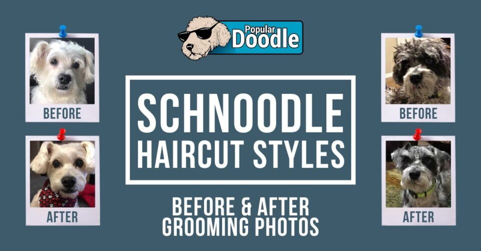 Schnoodle Haircut Styles Before & After Grooming Photos!