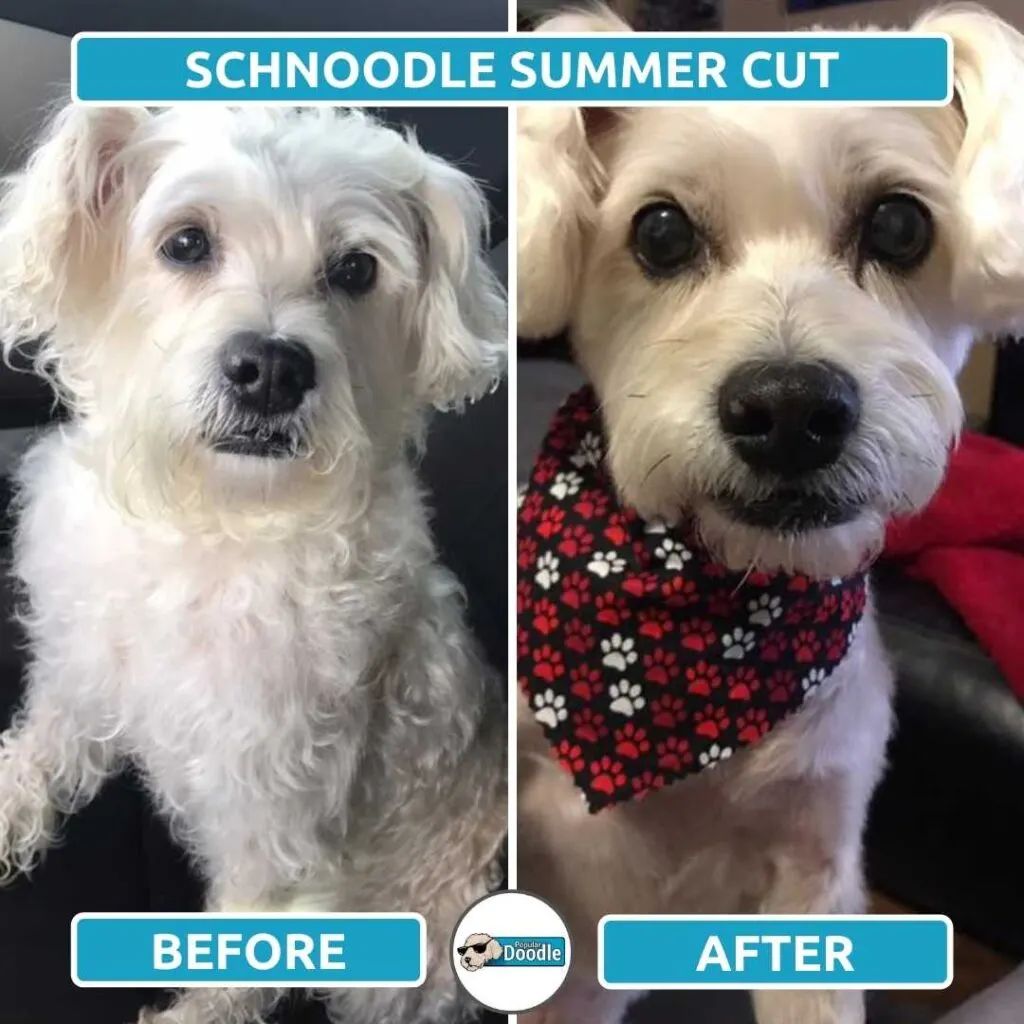 schnoodle puppy cut