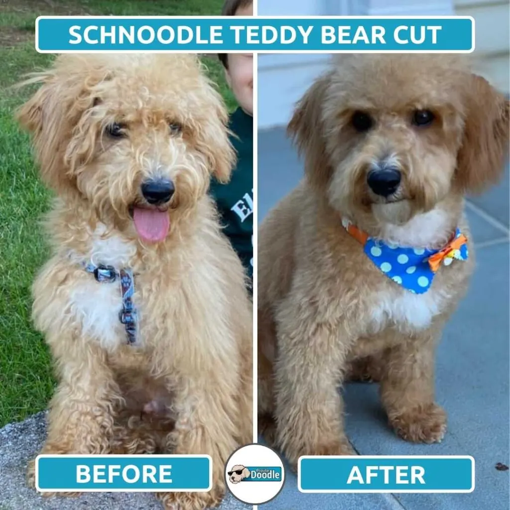 schnoodle teddy bear cut